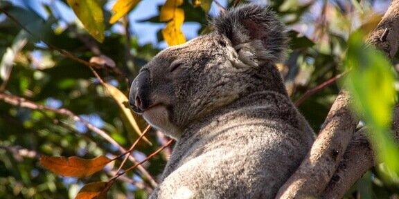 Adorable Baby Koala