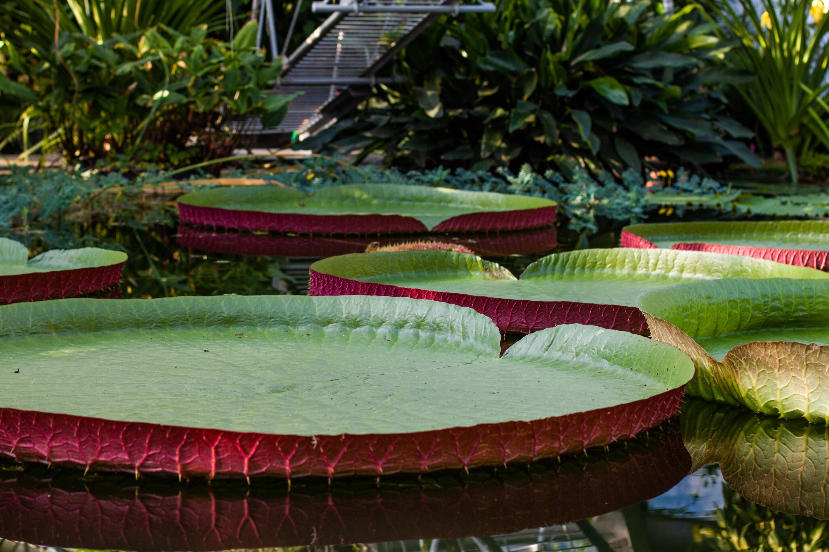 Scientists have discovered a new kind of enormous water lily.