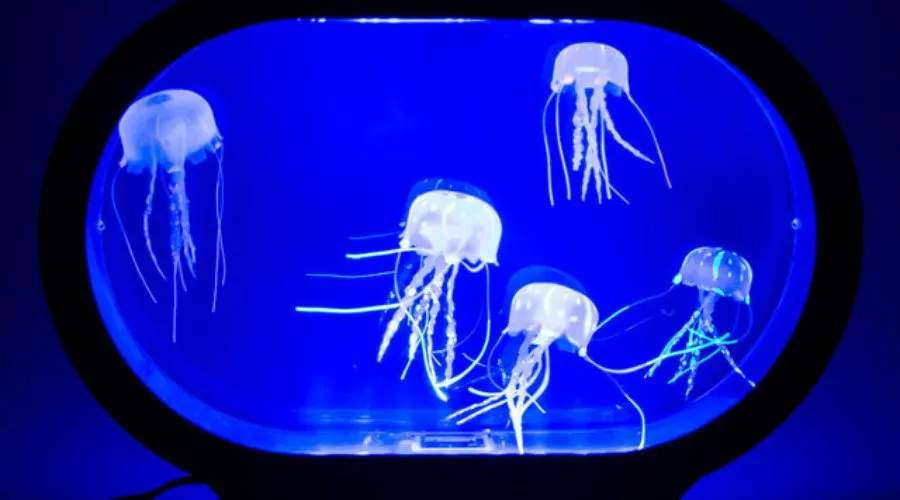 Realistic Jellyfish Light | feedhour