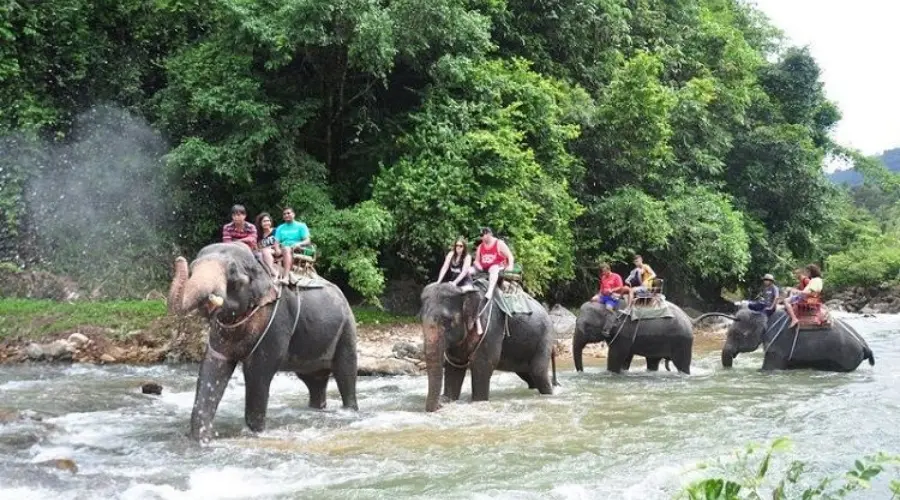  If you like seeing wild animals, Khao Lak Park and KhaoSok National Park both offer wild safari tours