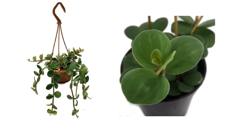 Plant hangers are your new best friends