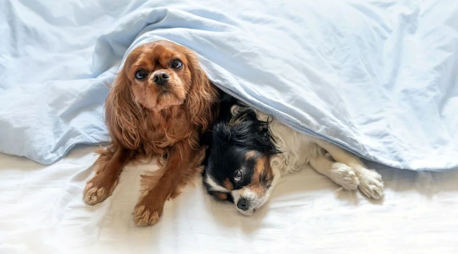 Best Dog Bed Covers For Your Dogs 