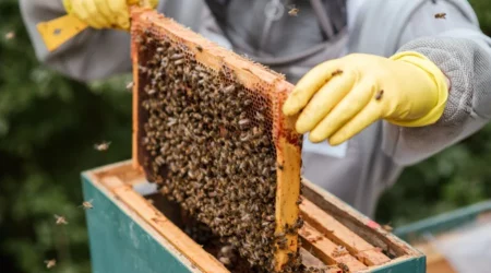 The Most Essential Beekeeping Supplies The Most Essential Beekeeping Supplies