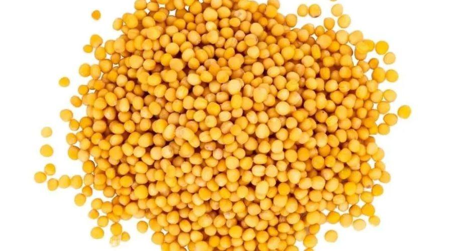 White Mustard Grain of Good Quality 25Kg
