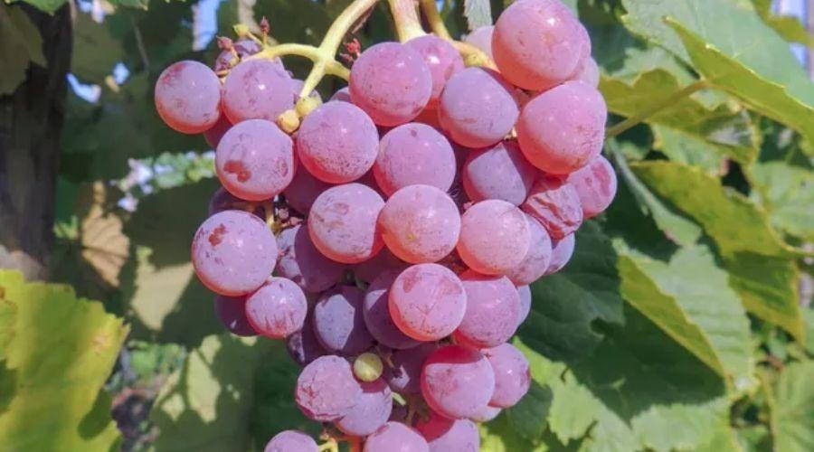 Vine A 1704 seedless 2L