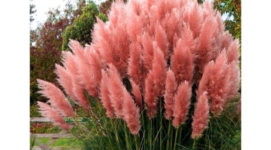 Pampas Grass Rose Pluim 2L