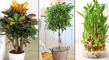 Bringing Nature Indoors: Best Plants For Home Decor 