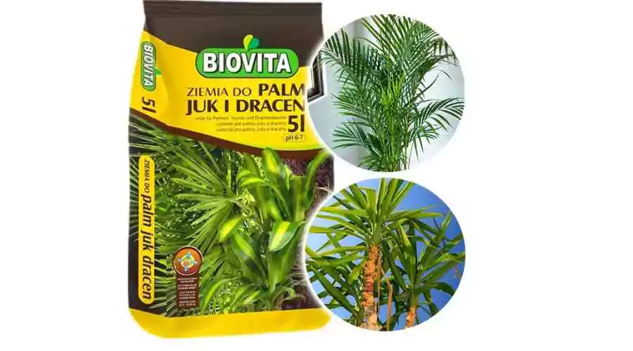 Soil substrate for yucca palms and dracaena