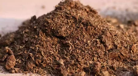 Why Substrate Soil Is Essential For Your Indoor Plants?