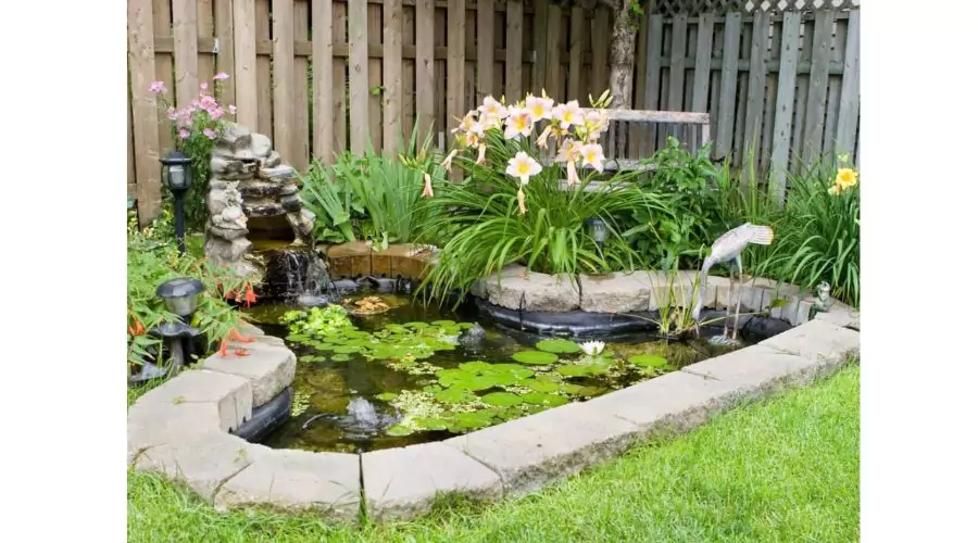 Features of the garden pond