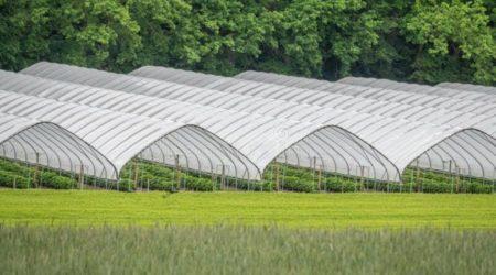 Innovative Ideas For Using Foil Greenhouses In Agriculture