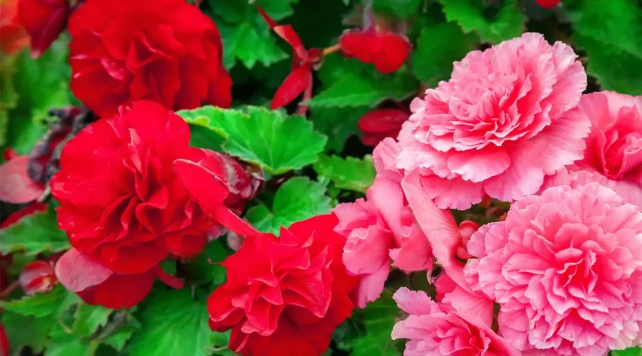 Begonias