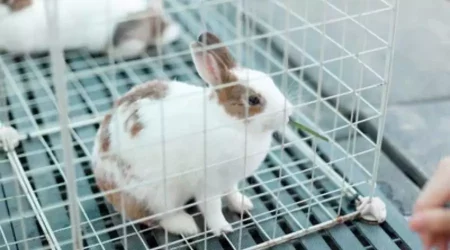 rabbit cage