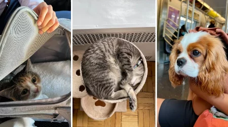 Pet Care Appliances To Give Your Fur Friend A Happy And Healthy Life