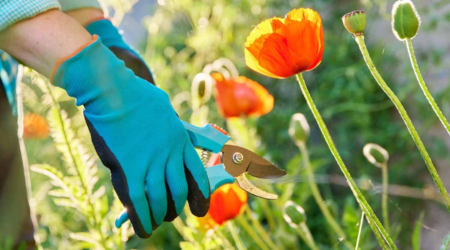Gardening Gloves: Your Green Thumb’s Best Friend