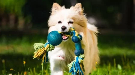 Paw-Play Delights: Interactive Pet Toys For Endless Fun